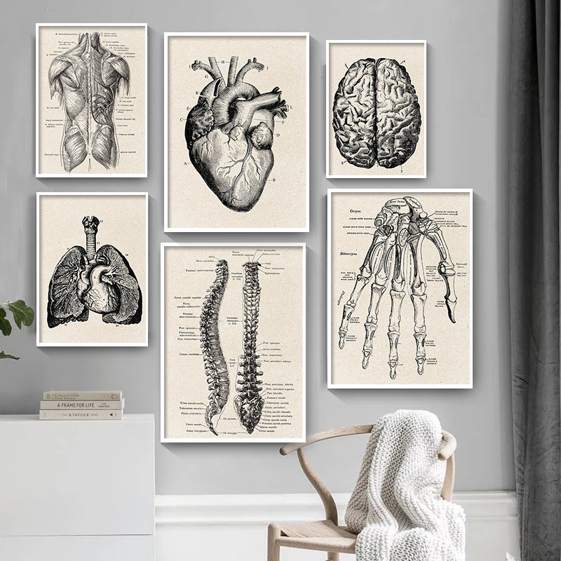 Medical Lab Posters - Medical Anatomy งานศิลปะผ้าใบโปสเตอร์ศิลปะ,VINTAGE กล้ามเนื้อและกระดูกโครงกระดูก Lung Heart