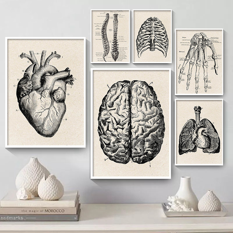 Medical Anatomy งานศิลปะผ้าใบโ - Medical Lab Posters บทวิจารณ์และราคา